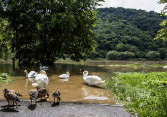 Картинка германия животные лебеди трава водоем утки деревья