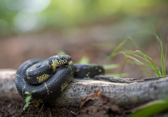 Картинка животные змеи +питоны +кобры фон макро опасна окрас змея