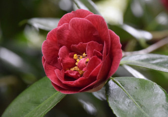 Картинка цветы камелии кустарник цветение бутон камелия листья