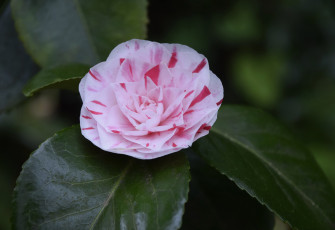 Картинка цветы камелии кустарник цветение бутон листья камелия bud leaf camellia shrubs flowering