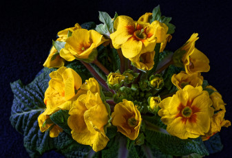 Картинка цветы примулы желтый