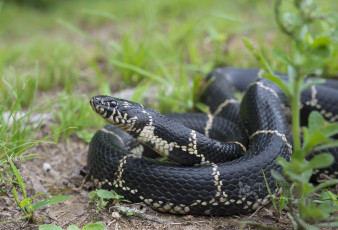 Картинка животные змеи +питоны +кобры окрас ядовитая змея