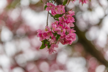 Картинка цветы цветущие+деревья+ +кустарники цветочки ветка листики нежно цветение