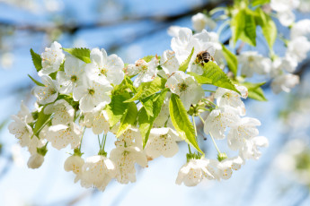 Картинка цветы цветущие+деревья+ +кустарники ветка листья цветки цветущая веточка