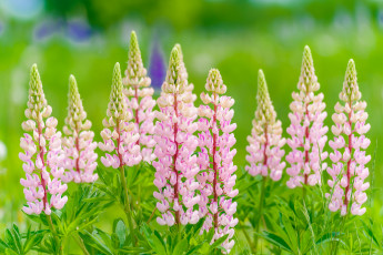 Картинка цветы люпин цвет цветение