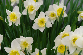 Картинка цветы нарциссы цветение цветок нарцисс