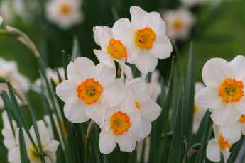 Картинка цветы нарциссы цветение лепестки