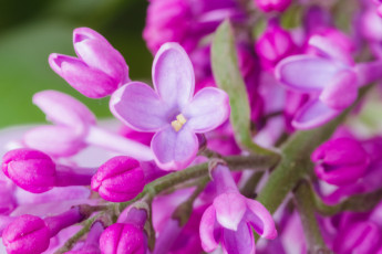 Картинка цветы сирень лепестки цветение сиреневые