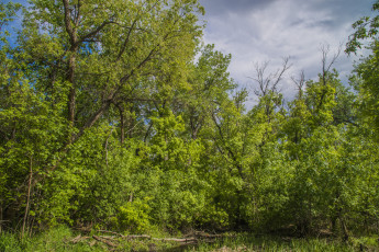 Картинка природа лес деревья