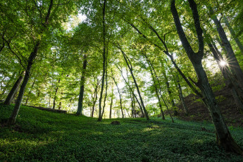 Картинка природа лес деревья