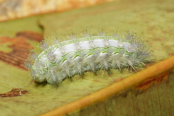 Картинка животные гусеницы гусеница