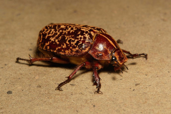 Картинка животные насекомые жук