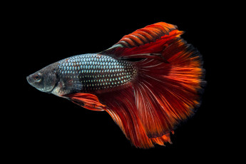 Картинка животные рыбы рыбка