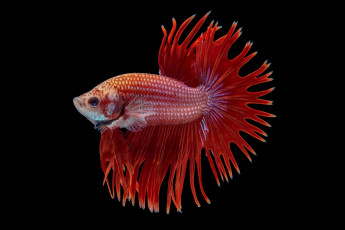 Картинка животные рыбы рыбка