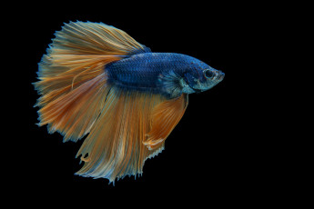 Картинка животные рыбы рыбка