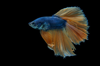 Картинка животные рыбы рыбка