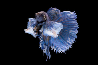 Картинка животные рыбы рыбка