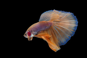 Картинка животные рыбы рыбка