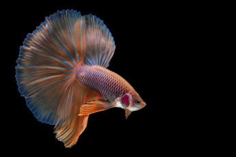 Картинка животные рыбы рыбка