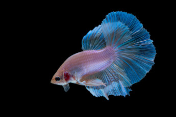 Картинка животные рыбы рыбка