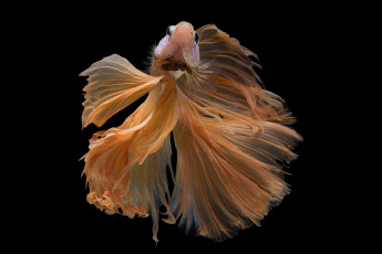 Картинка животные рыбы рыбка