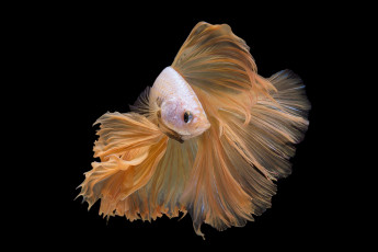 Картинка животные рыбы рыбка