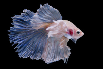 Картинка животные рыбы рыбка