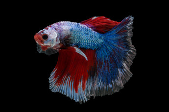 Картинка животные рыбы рыбка