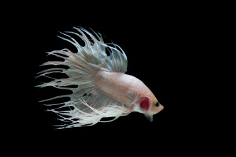 Картинка животные рыбы рыбка