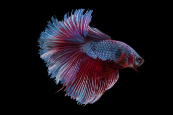 Картинка животные рыбы рыбка