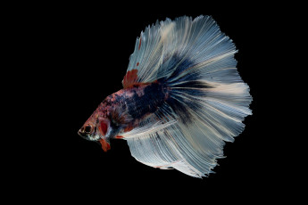 Картинка животные рыбы рыбка