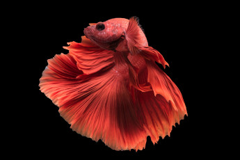 Картинка животные рыбы рыбка