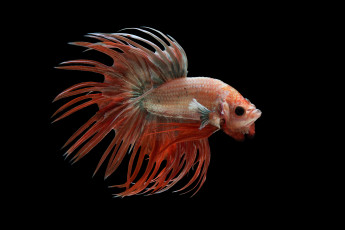 Картинка животные рыбы рыбка