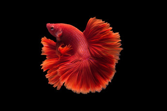 Картинка животные рыбы рыбка