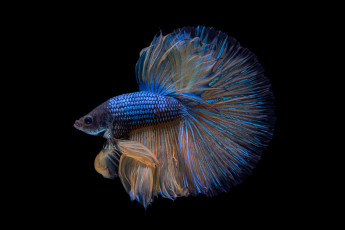 Картинка животные рыбы рыбка