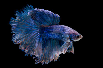 Картинка животные рыбы рыбка