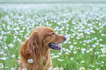 Картинка животные собаки животное порода шерсть окрас собака