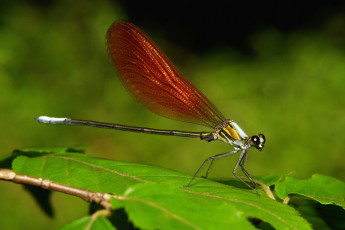 Картинка животные стрекозы стрекоза