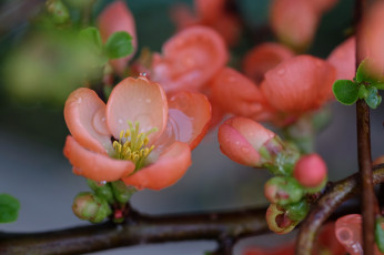 Картинка цветы цветущие+деревья+ +кустарники цветущая веточка цветки ветка листья