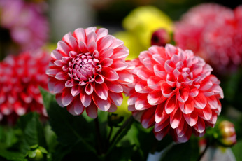 Картинка цветы георгины цветение георгин бутоны лепестки