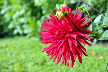 Картинка цветы георгины красный