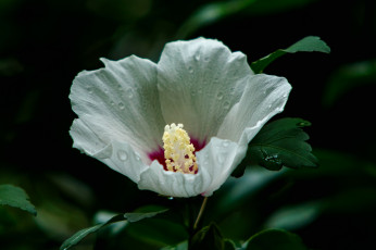 Картинка цветы гибискусы цветение ярко листики гибискус лепестки тычинки