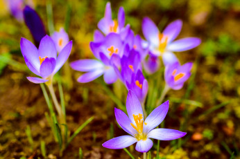 Картинка цветы крокусы цветение цвет