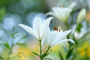 Картинка цветы лилии +лилейники blooms цветение бутоны buds pink lily