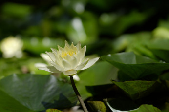 Картинка цветы лилии+водяные +нимфеи +кувшинки шары листья кувшинки вода