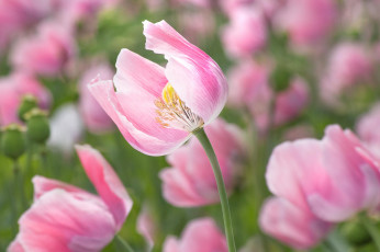 Картинка цветы маки цветение мак