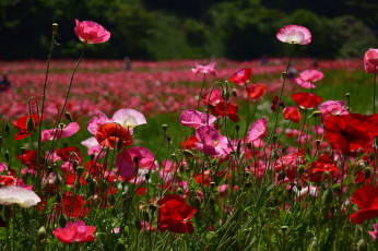Картинка цветы маки луг лето