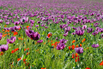 Картинка цветы маки мак цветение