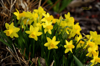 Картинка цветы нарциссы цветение нарцисс лепестки желтый