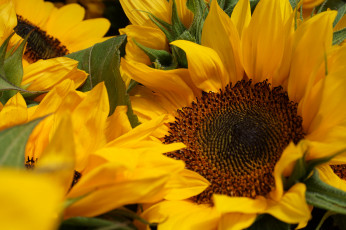 Картинка цветы подсолнухи лепестки цветки цветение подсолнух